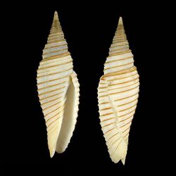 Seashell Imbricaria pugnaxa.jpg