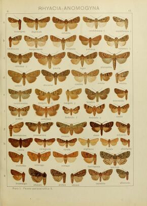 Seitzmacrolepidoptera1914Taf13.jpg