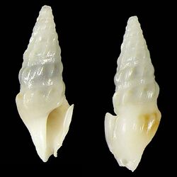 Shell Splendrillia bozzettii.jpg