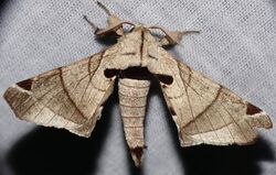Silk Moth (Apatelodes sp.) (26901648319).jpg