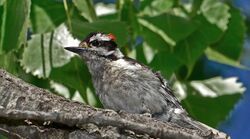 Spinus-downy-woodpecker-2015-06-n040683-w.jpg