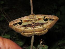 Spirama retorta - Indian Owlet moth.jpg