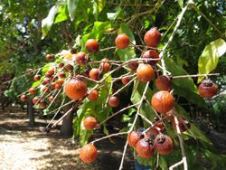 Starr-170913-0143-Sapindus saponaria-fruit-CTAHR Urban Garden Center Pearl City-Oahu - Flickr - Starr Environmental.jpg