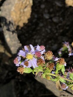 Symphyotrichum drummondii 58290270.jpg