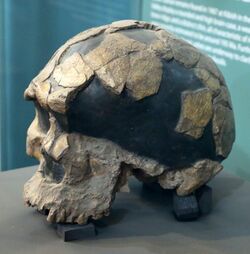 Teschio di Homo sapiens idaltu, del pleistocene, 200-160 mila anni fa.jpg