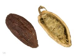 Theobroma cacao MHNT.BOT.2004.0.204.jpg