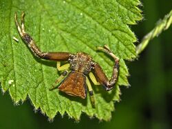 Thomisidae - Pistius truncatus.JPG