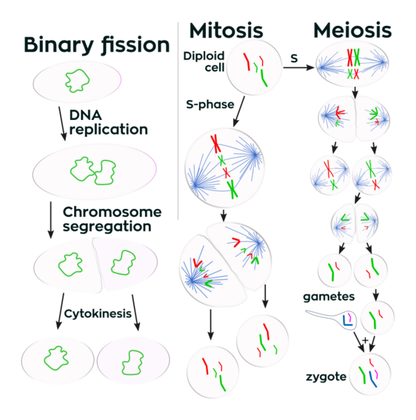 File:Three cell growth types.svg