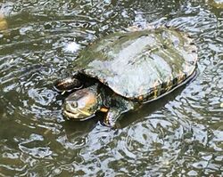 Trachemys callirostris.jpg