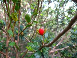 Trichilia triacantha fruit.jpg