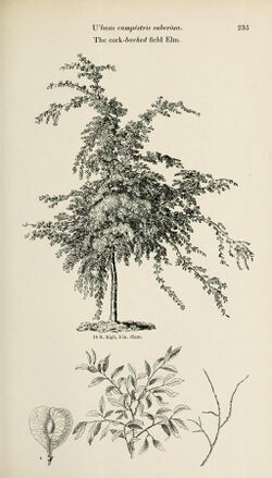 Ulmus campestris suberosa. The cork-barked field Elm. p.235.jpg