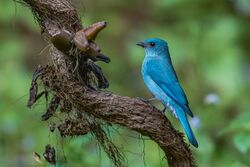 Verditer Flycatcher Prasanna Mamidala.jpg