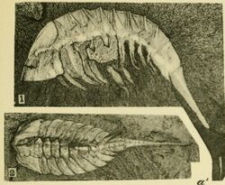 Walcott Cambrian Geology and Paleontology II plate 29 (cropped).jpg