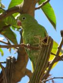 A green parrot with white eye-spots and yellow shoulders