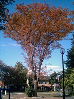 Zelkova serrata japan-2006.jpg