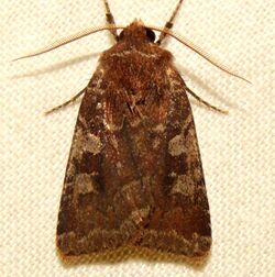 -10266 – Sideridis congermana – German Cousin Moth (15603178574).jpg