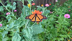 A monarch butterfly.jpg