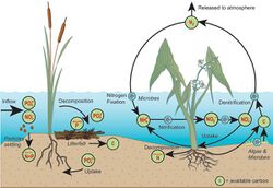 A simplified illustration of the nitrogen and phosphorus cycles in a wetland.jpg