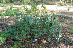 Ageratina viburnoides (Eupatorium viburnoides) - Zilker Botanical Garden - Austin, Texas - DSC09015.jpg