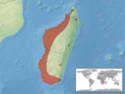 Amphiglossus ornaticeps distribution.png