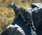 Gray Andean mountain cat on a rock