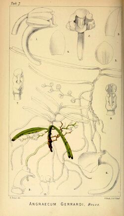 Angraecum gerrardii - Harry Bolus - Orchids of South Africa - volume I tab. 7 (1896).jpg