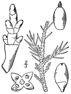 Arceuthobium pusillum BB-1913.png