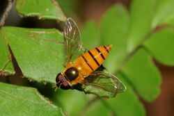 Asarkina-Kadavoor-2016-07-27-001.jpg