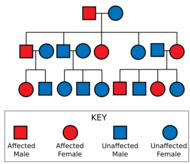 Diagram showing a father carrying the gene and an unaffected mother, leading to some of their offspring being affected; those affected are also shown with some affected offspring; those unaffected have no affected offspring