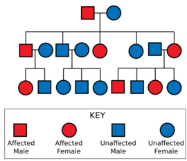 Diagram showing a father carrying the gene and an unaffected mother leading to some of their offspring being affected; those affected are also shown with some affected offspring; those unaffected have no affected offspring
