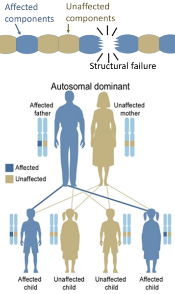 File:Autosomal dominant inheritance for structural protein.png