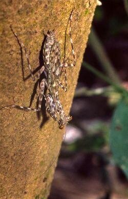 Bark Mantis (Liturgusa maya) (35926727924).jpg