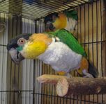 Black-headed Caique adult pets in cage.JPG