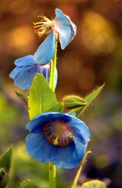 Blauer indischer Mohn.jpg