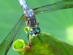 Blue Dasher 039.jpg