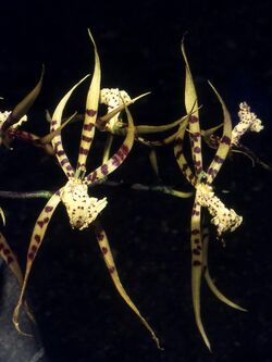 Brassia arachnoidea Orchi 001.jpg