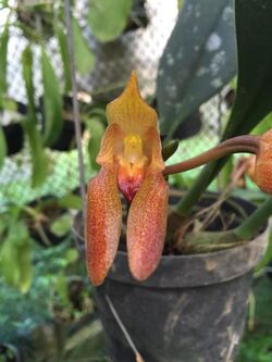 Bulbophyllum Cootesii Raabbustamante.jpg