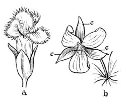 Calyx (PSF).jpg