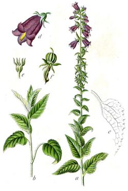Campanula bononiensis Sturm59.jpg