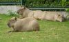 Capybaras in riga zoo.jpg