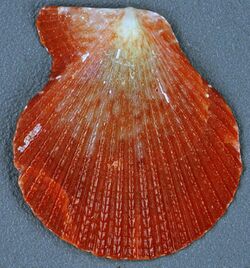 Caribachlamys sentis (scaly scallop) (San Salvador Island, Bahamas) 5 (16190462485).jpg