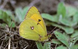 Colias mymidone - Nature Conservation-001-073-g012.jpg