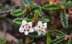 Commersonia hermanniifolia Dee Why south headland 3.jpg