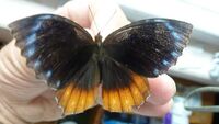 Common Palmfly (8161537578).jpg