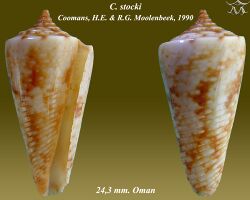 Conus stocki 2.jpg