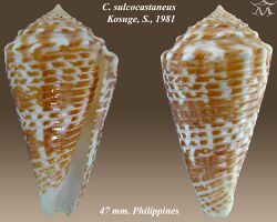 Conus sulcocastaneus 1.jpg