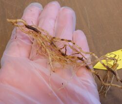 Tomato roots showing symptoms of corky root rot caused by "Pyrenochaeta lycopersici"