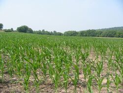 Corn.Field.jpg