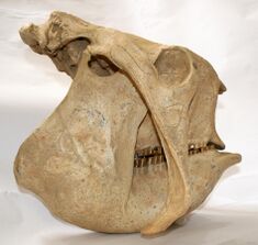 Glyptodon skull