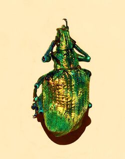 Curculionidae - Lamprocyphus augustus.JPG